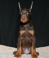 Runner, a male Doberman Pinscher for sale in Seattle, WA – Photo 3 of 3