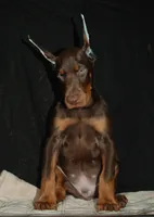 Runner, a male Doberman Pinscher for sale in Seattle, WA – Photo 2 of 3