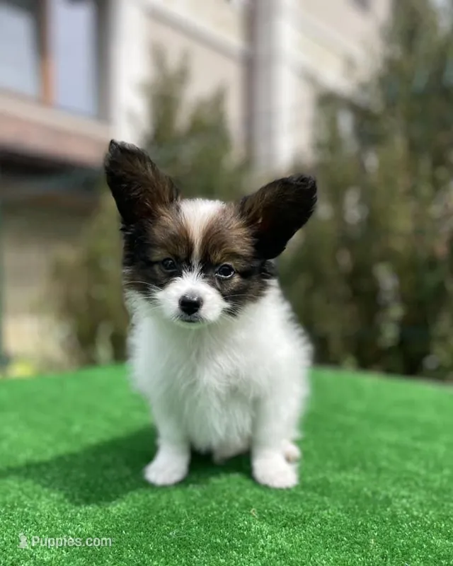 HUGO, a female Papillon for sale in Seattle, WA – Photo 1 of 3