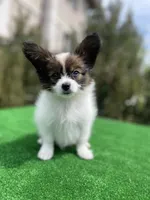 HUGO, a female Papillon for sale in Seattle, WA – Photo 3 of 3