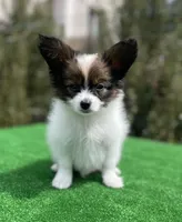 HUGO, a female Papillon for sale in Seattle, WA – Photo 2 of 3