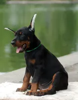 SUZY, a female Doberman Pinscher for sale in Seattle, WA – Photo 2 of 3