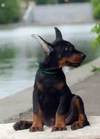 SUZY, a female Doberman Pinscher for sale in Seattle, WA – Photo 3 of 3