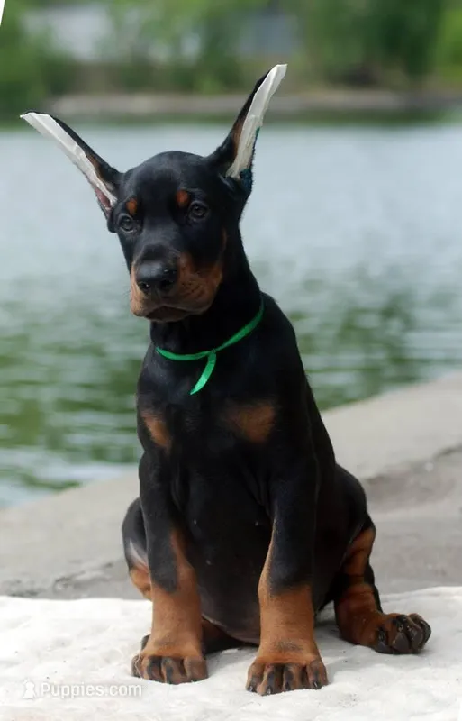 SUZY, a female Doberman Pinscher for sale in Seattle, WA – Photo 1 of 3