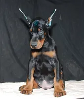 Rocky, a male Doberman Pinscher for sale in Seattle, WA – Photo 3 of 3