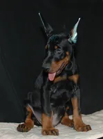 Rocky, a male Doberman Pinscher for sale in Seattle, WA – Photo 2 of 3