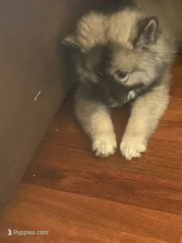 Bandit – Keeshond puppy for sale in Ypsilanti, MI