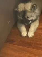 Bandit, a male Keeshond for sale in Ypsilanti, MI – 1 of 2