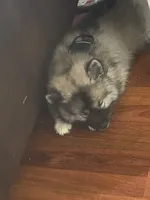 Bandit, a male Keeshond for sale in Ypsilanti, MI – 2 of 2