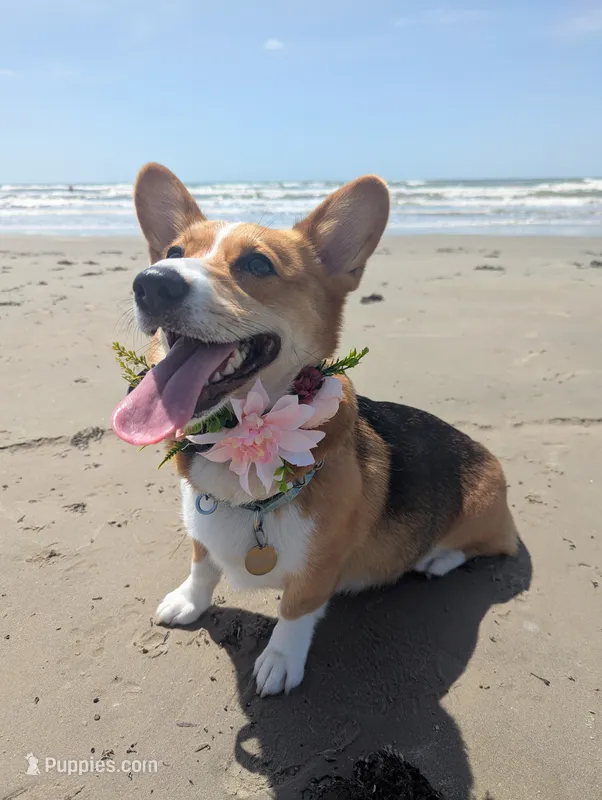 Corgipoo - Corgi x Mini Poodle Cross – Pembroke Welsh Corgi, Poodle - Miniature  puppy for sale in League City, TX