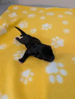 Corgipoo - Corgi x Mini Poodle Cross - Boy #1 Gaston, a male Pembroke Welsh Corgi and Poodle - Miniature  for sale in League City, TX – 2 of 6