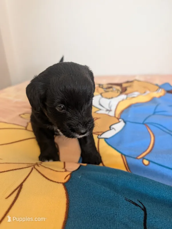 Corgipoo - Corgi x Mini Poodle Cross - Boy #7 Chip – Pembroke Welsh Corgi, Poodle - Miniature  puppy for sale in League City, TX