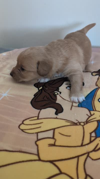 Corgipoo - Corgi x Poodle Cross - Boy#5 Lumiere, a male Pembroke Welsh Corgi and Poodle - Miniature  for sale in League City, TX – 10 of 10
