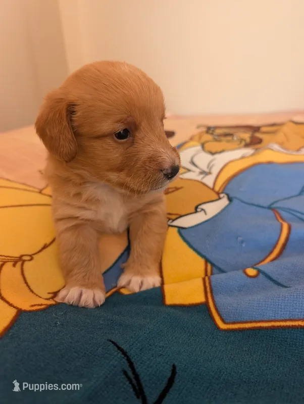 Corgipoo - Corgi x Mini Poodle Cross - Boy #2 Maurice – Pembroke Welsh Corgi, Poodle - Miniature  puppy for sale in League City, TX