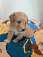 Corgipoo - Corgi x Mini Poodle Cross, a male Pembroke Welsh Corgi and Poodle - Miniature  for sale in League City, TX – 8 of 10
