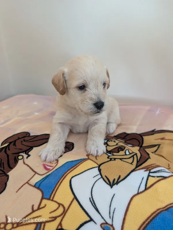 Corgipoo - Corgi x Mini Poodle Cross - Boy #4 Cogsworth – Pembroke Welsh Corgi, Poodle - Miniature  puppy for sale in League City, TX
