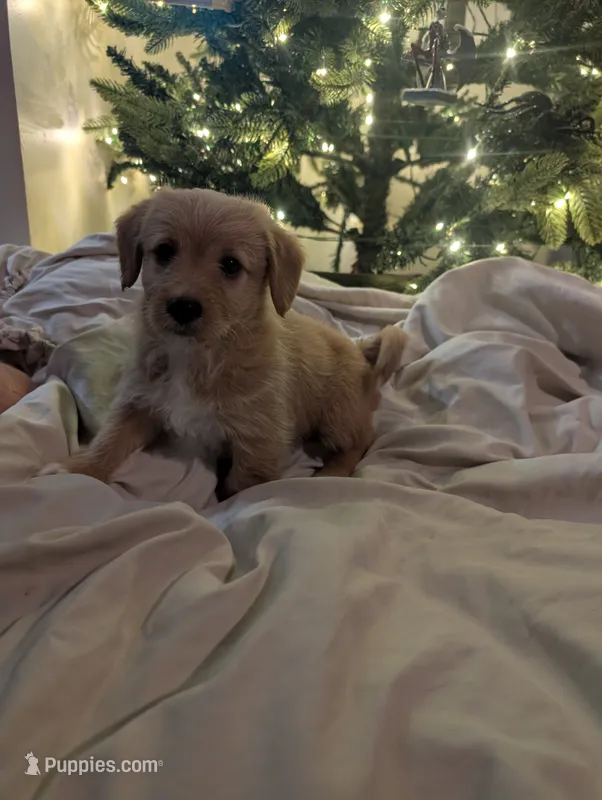 Corgipoo - Corgi x Mini Poodle Cross - Boy #2 Maurice – Pembroke Welsh Corgi, Poodle - Miniature  puppy for sale in League City, TX