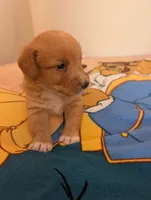 Corgipoo - Corgi x Mini Poodle Cross, a male Pembroke Welsh Corgi and Poodle - Miniature  for sale in League City, TX – 6 of 10