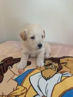Corgipoo - Corgi x Mini Poodle Cross, a male Pembroke Welsh Corgi and Poodle - Miniature  for sale in League City, TX – 4 of 10