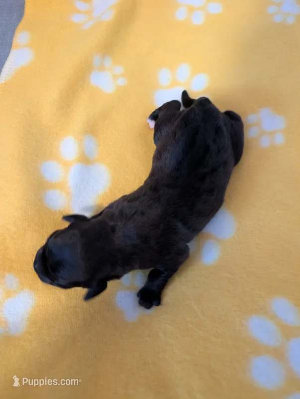 Corgipoo - Corgi X Mini Poodle Cross - Girl #6 Belle – Pembroke Welsh Corgi, Poodle - Miniature  puppy for sale in League City, TX