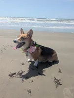Corgipoo - Corgi x Mini Poodle Cross, a male Pembroke Welsh Corgi and Poodle - Miniature  for sale in League City, TX – 7 of 10