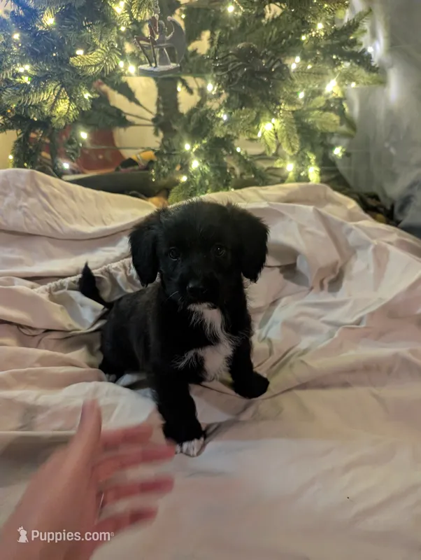 Corgipoo - Corgi X Mini Poodle Cross - Girl #6 Belle – Pembroke Welsh Corgi, Poodle - Miniature  puppy for sale in League City, TX