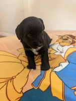 Corgipoo - Corgi x Mini Poodle Cross - Boy #1 Gaston, a male Pembroke Welsh Corgi and Poodle - Miniature  for sale in League City, TX – 3 of 10