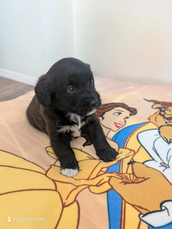 Corgipoo - Corgi X Mini Poodle Cross - Girl #6 Belle – Pembroke Welsh Corgi, Poodle - Miniature  puppy for sale in League City, TX