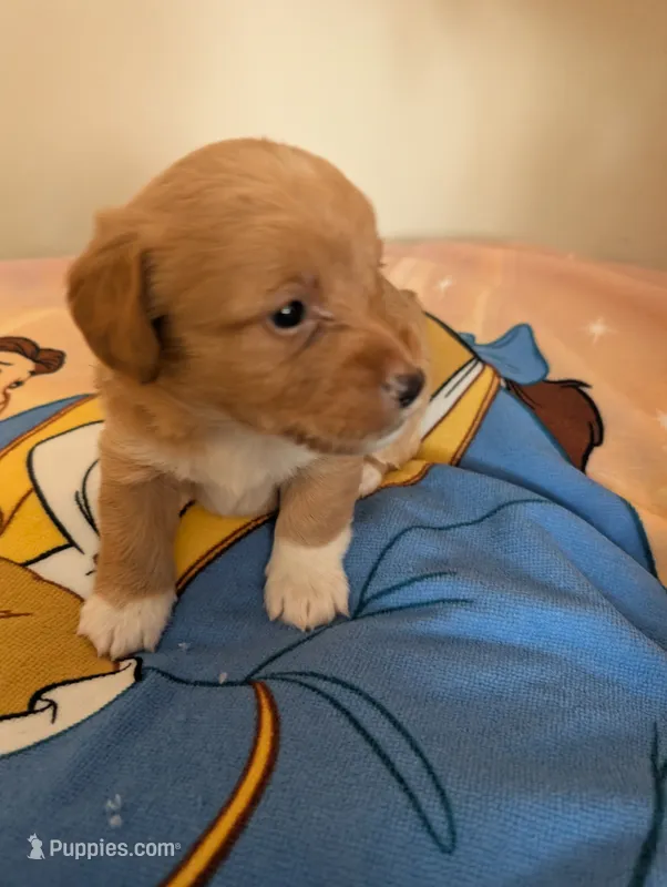 Corgipoo - Corgi x Mini Poodle Cross - Boy #3 Adam – Pembroke Welsh Corgi, Poodle - Miniature  puppy for sale in League City, TX