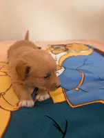 Corgipoo - Corgi x Mini Poodle Cross - Boy #2 Maurice, a male Pembroke Welsh Corgi and Poodle - Miniature  for sale in League City, TX – 2 of 9