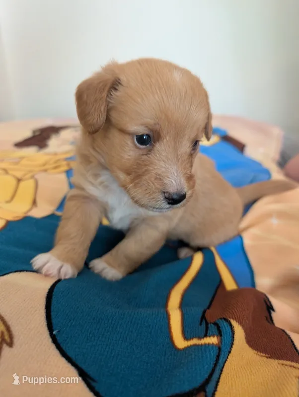 Corgipoo - Corgi x Poodle Cross - Boy#5 Lumiere – Pembroke Welsh Corgi, Poodle - Miniature  puppy for sale in League City, TX