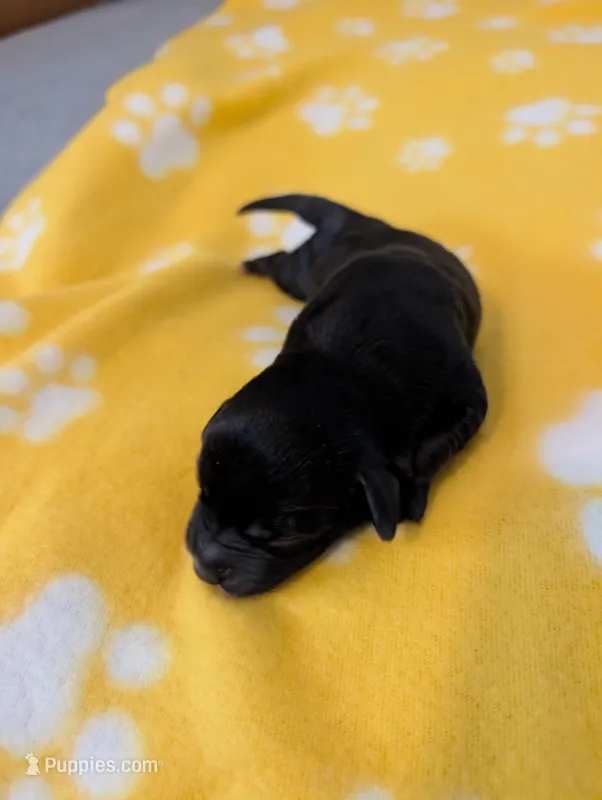 Corgipoo - Corgi x Mini Poodle Cross - Boy #1 Gaston – Pembroke Welsh Corgi, Poodle - Miniature  puppy for sale in League City, TX