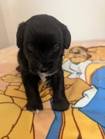 Corgipoo - Corgi x Mini Poodle Cross, a male Pembroke Welsh Corgi and Poodle - Miniature  for sale in League City, TX – 5 of 10