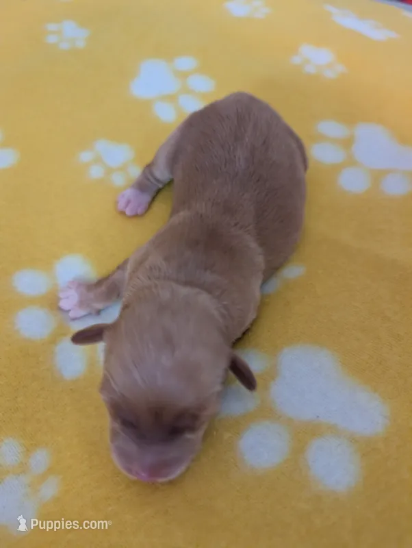 Corgipoo - Corgi x Mini Poodle Cross - Boy #3 Adam – Pembroke Welsh Corgi, Poodle - Miniature  puppy for sale in League City, TX