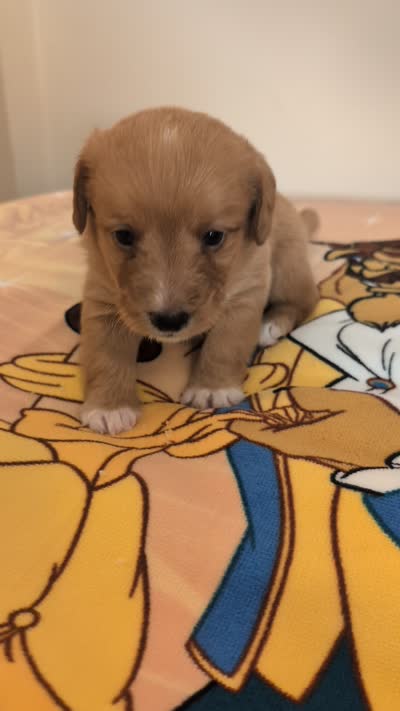 Corgipoo - Corgi x Mini Poodle Cross - Boy #2 Maurice, a male Pembroke Welsh Corgi and Poodle - Miniature  for sale in League City, TX – 9 of 9