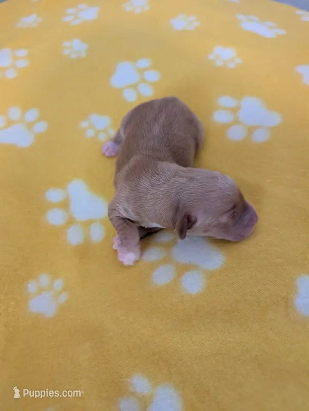 Corgipoo - Corgi x Poodle Cross - Boy#5 Lumiere – Pembroke Welsh Corgi, Poodle - Miniature  puppy for sale in League City, TX