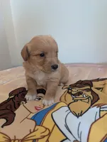 Corgipoo - Corgi x Poodle Cross - Boy#5 Lumiere, a male Pembroke Welsh Corgi and Poodle - Miniature  for sale in League City, TX – 3 of 10