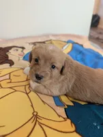 Corgipoo - Corgi x Poodle Cross - Boy#5 Lumiere, a male Pembroke Welsh Corgi and Poodle - Miniature  for sale in League City, TX – 2 of 10