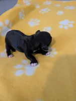 Corgipoo - Corgi x Mini Poodle Cross - Boy #7 Chip, a male Pembroke Welsh Corgi and Poodle - Miniature  for sale in League City, TX – 1 of 6