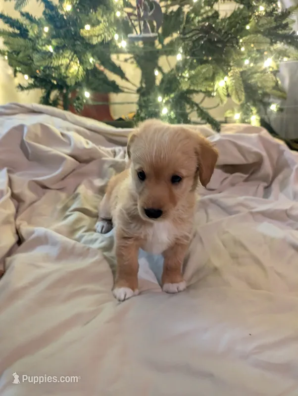Corgipoo - Corgi x Poodle Cross - Boy#5 Lumiere – Pembroke Welsh Corgi, Poodle - Miniature  puppy for sale in League City, TX