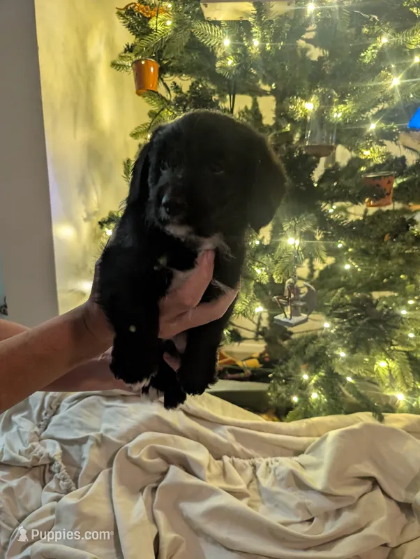 Corgipoo - Corgi x Mini Poodle Cross - Boy #1 Gaston – Pembroke Welsh Corgi, Poodle - Miniature  puppy for sale in League City, TX