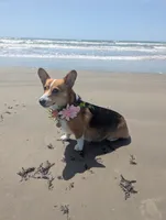 Corgipoo - Corgi x Mini Poodle Cross, a male Pembroke Welsh Corgi and Poodle - Miniature  for sale in League City, TX – 6 of 10