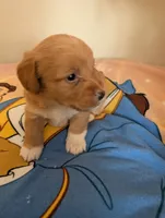 Corgipoo - Corgi x Mini Poodle Cross, a male Pembroke Welsh Corgi and Poodle - Miniature  for sale in League City, TX – 10 of 10