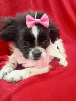 Minnie REDUCED , a female Shorkie for sale in Kenner, LA – 2 of 2