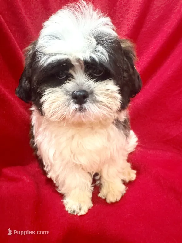 Fluffy – Maltipoo, Shih Tzu puppy for sale in Kenner, LA