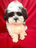 Fluffy, a male Maltipoo and Shih Tzu for sale in Kenner, LA – 1 of 4
