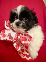 Romeo, a male Shih Tzu for sale in Kenner, LA – Photo 2 of 3