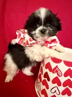 Romeo, a male Shih Tzu for sale in Kenner, LA – Photo 3 of 3