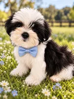 Oreo REDUCED, a male Shih Tzu and Mal Shi for sale in Kenner, LA – 1 of 1