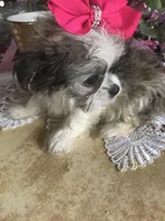 Bell, a female Maltipoo and Shih Tzu for sale in Kenner, LA – Photo 2 of 2